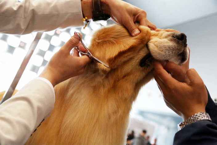 A dog gets a trim at the Pet Expo at the Shanghai World Expo Exhibition & Convention Center on March 17, 2016. Photo: IC