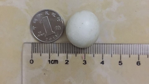 福建一农户发现迷你鸡蛋 直径不到2厘米