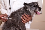 世界狂犬病日：不可小瞧的“狂犬病”，你真的了解吗？｜健保