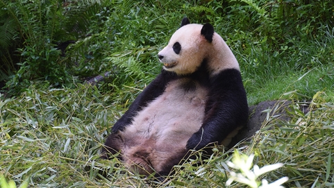 全球首例大熊猫野外引种试验取得成功