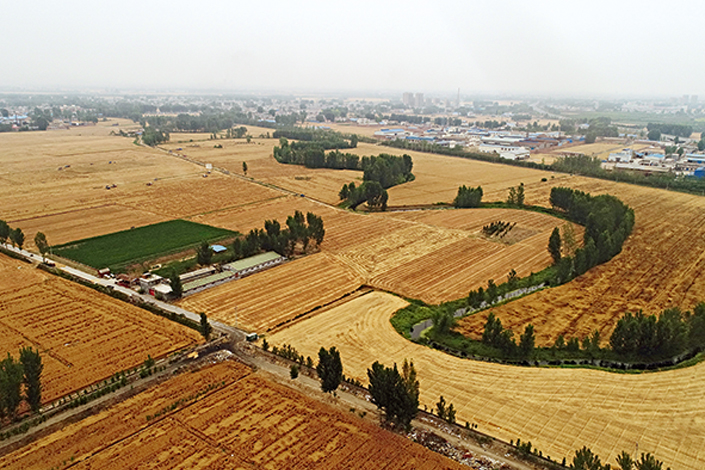 Wheat fields are seen in Fengquan district of Xinxiang, Henan province, in June. Many industrial businesses, including copper smelters, chemical plants, and battery manufacturers, are near this 300-mu (49.4-acre) field, where environmental-protection volunteers collected seven wheat samples. Test results from a lab in the province showed that all wheat samples had excessive levels of cadmium. Photo: Chen Liang/Caixin