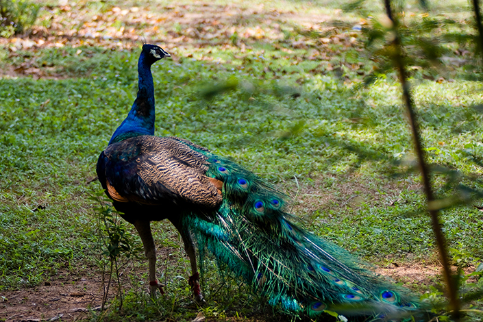 A green peacock in Dingan county, Hainan province. Photo: Visual China