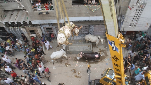 巴基斯坦人屋顶养动物 起重机运牲畜迎宰牲节 