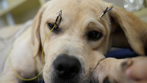 一诊所为宠物做针灸艾熏 4年治疗2000只猫狗