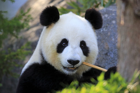 栖息地破碎化严重，研究建议大熊猫重回“濒危”