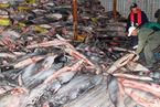 “福远渔冷999”的6000多条鲨鱼来源之谜|动物生死劫