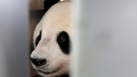 熊猫“彩陶”和“湖春”抵达印尼 开启10年之旅