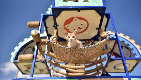 土耳其梅尔辛为流浪猫设公园 吃喝玩乐一应俱全