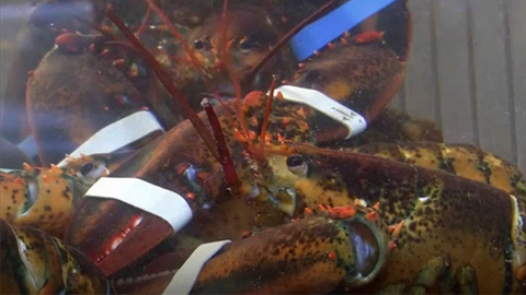 担心动物感到疼痛 瑞士新法禁止活煮龙虾