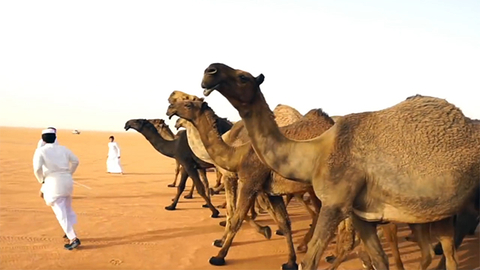 沙特骆驼选美禁“整形” 肉毒杆菌注射者遭禁赛