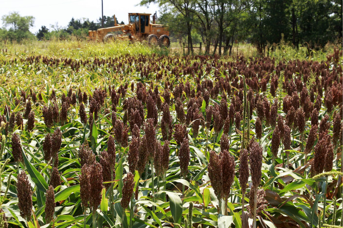 Farmers harvest sorghum in Waukomis, Oklahoma in 2016. Since 2013, the U.S. has exported over half of its sorghum production, China’s Ministry of Commerce said. Photo: IC