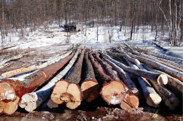 Timber is stacked at a lumber yard in Hulunbuir, Inner Mongolia in 2015. Photo: VCG