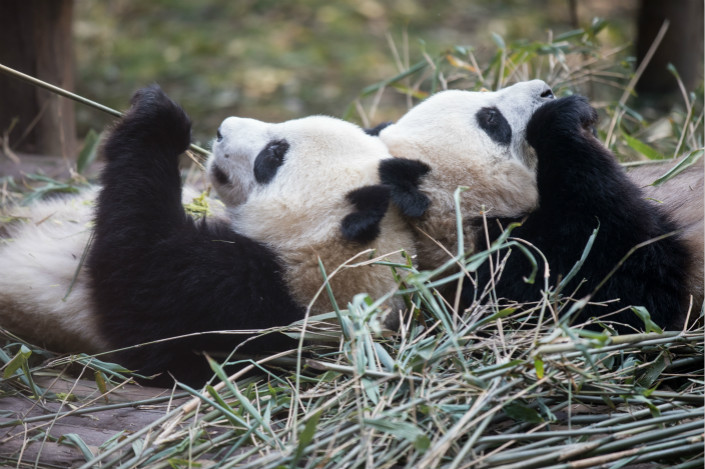 Giants pandas eat bamboo together at the panda breeding research center in Chengdu, capital of Southwest China’s Sichuan province. Photo: VCG