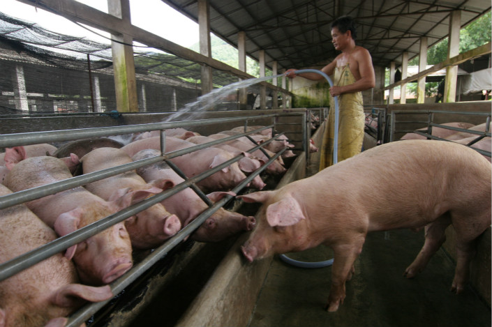 A farmer cleans pigs at a farm in Zhongshan, Guangdong province, in August 2016. Photo: IC