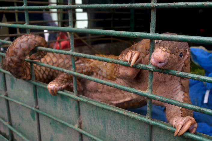 A pangolin, considered the most-trafficked mammal in the world, clings to a cage on Oct. 25 after a raid in Indonesia. Photo: VCG