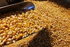 陕西非法制种转基因玉米案获判 种子流向东北
