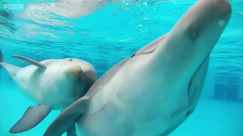 动物园中的海豚何时最开心？