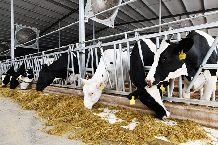 Cows are fed at a dairy farm in East China’s Jiangsu province on June 22. Photo: VCG