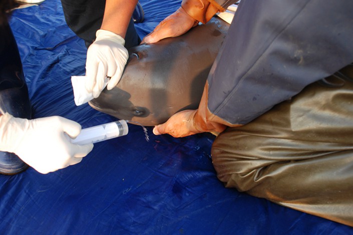 Workers apply antiseptic to an injured finless porpoise in the Tian'ezhou conservation area in 2016. Finless porpoises’ thin skin makes them vulnerable to injury from hard objects. Photo: Tian’ezhou Nature Reserve