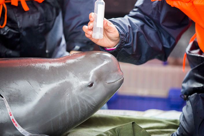 Employees of the Chinese Academy of Social Sciences examine a finless porpoise in Poyang Lake in Duchang county, Jiangxi province, in March 2017. Photo: IC