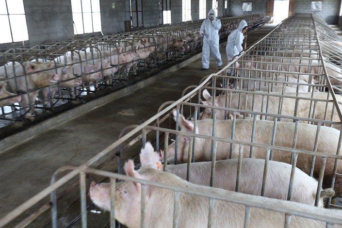 Workers vaccinate pigs at a pig farm in Zhuji, Zhejiang province, on March 21. Photo: VCG