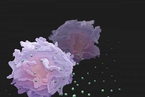 研究：癌细胞释放“无人机”远程对抗免疫系统