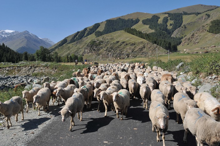 Kazak herdsmen drive their livestock down the mountain in an area administrated by the 6th division of Xinjiang Production & Construction Corps in September 2013. Photo: VCG