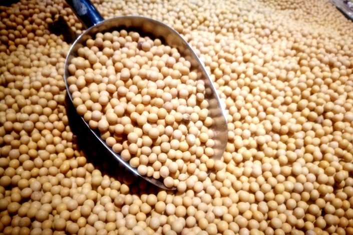 The oilseed has found itself on the front line of the trade dispute between the world's two largest economies as it is the U.S.'s most valuable export to China. Photo: IC