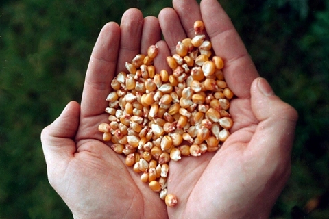 陕西转基因玉米案曝出后续  曾流出26吨转基因种子