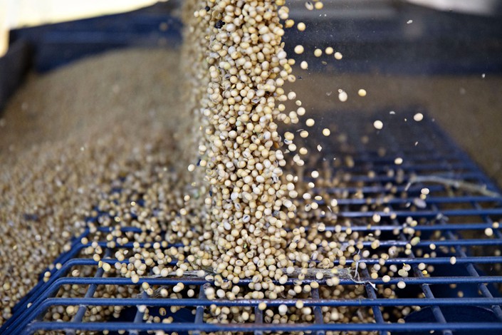 Soybeans are unloaded from a grain truck in the U.S. on Sept. 27. Photo: Bloomberg