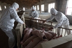 西藏林芝三地暴发非洲猪瘟 全国仅海南未通报疫情