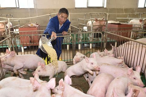 疫情下的养殖业：缺饲料问题逐步解决 用工难持续
