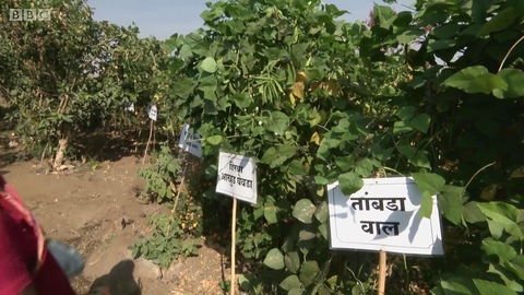 培育百余种天然种子的印度女性