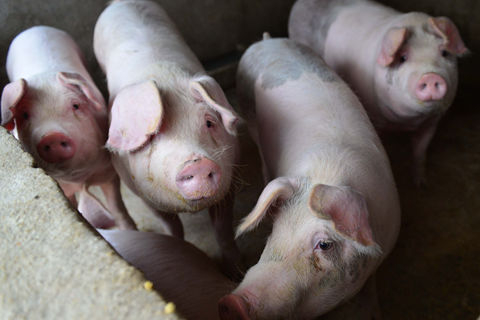 新疆发生第二起非洲猪瘟疫情