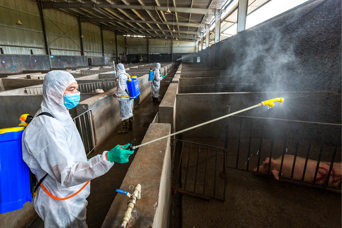 A farm is disinfected in Jinhua, Zhejiang province on Aug. 22. Photo: IC
