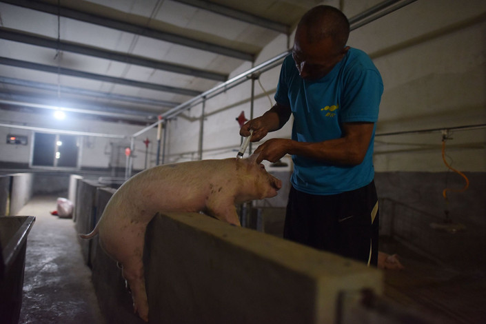 A pig is vaccinated on a farm in Henan province on Aug. 10, 2018. There is no vaccine for African swine fever. Photo: VCG