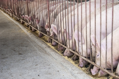 山东暴发首例非洲猪瘟疫情 疫点存栏生猪4千头