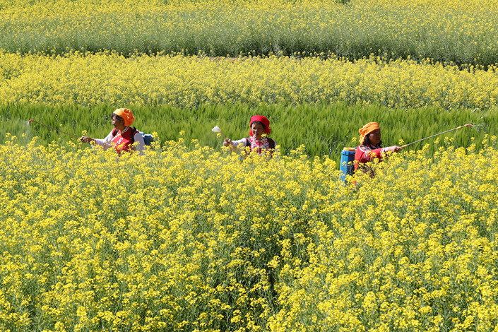 Farmers tend to their fields in Kunming, Yunnan province on Feb. 8. Photo: VCG
