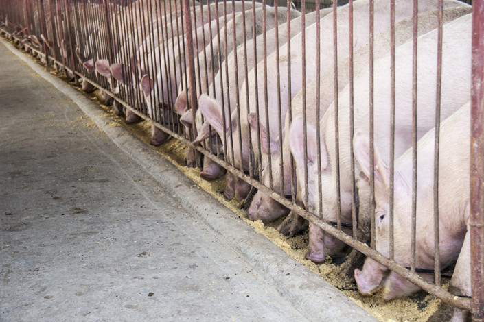 East China’s Shandong province suffered its first case of African swine fever on Wednesday. Photo: VCG