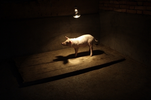 新疆首次发生非洲猪瘟疫情