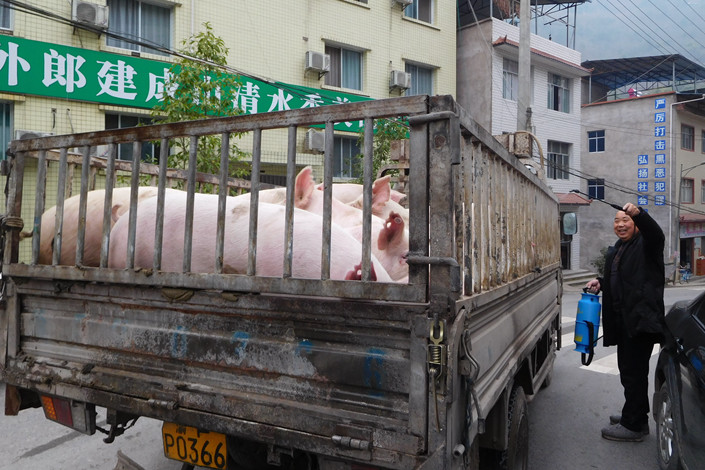 Vehicles transporting live pigs are inspected for the African swine fever at a checkpoint in Chongqing on Feb. 17, 2019. Photo: IC