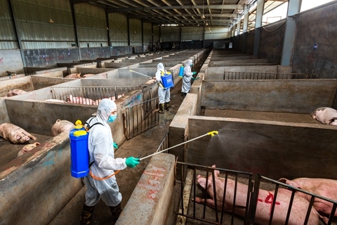于康震：今年非洲猪瘟强度下降 但疫情风险增加