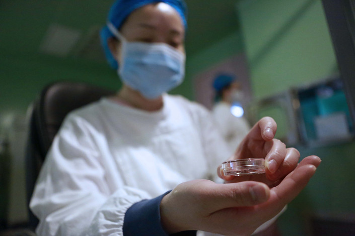 A staff member looks at an embryo at a hospital in Guiyang, Guizhou province in January 2018. Photo: VCG