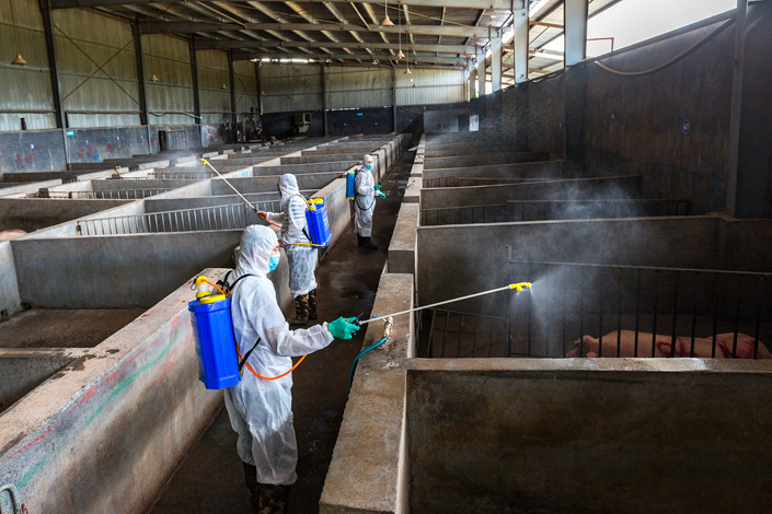Government staff disinfect a pig breeding facility on Aug. 22 in East China’s Zhejiang province to prevent the spread of African swine fever. Photo: VCG