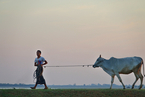 缅甸打破活牛出口禁令后 首批中资入缅找肉源