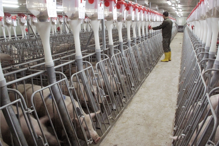 A worker checks on the sows at a large pig farm in South China’s Guangxi Zhuang autonomous region in December 2017. Photo: VCG