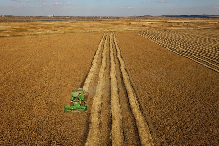 A harvester collects soybeans on a farm in Primorsky Krai, Russia, in October 2016. Photo: VCG