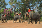 动物保护意识增强 中国游客泰国骑象热降温