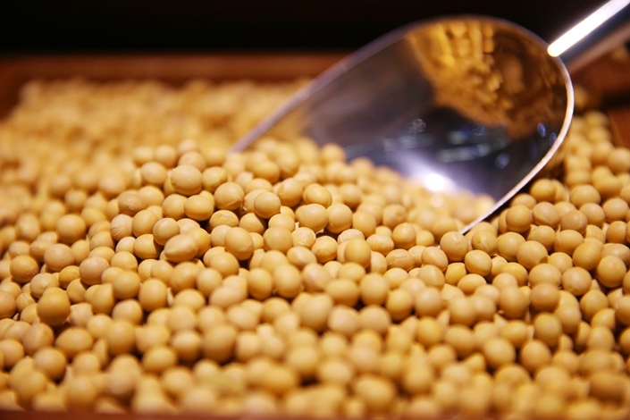 China cut its soybean import forecast for the current crop year to 83.5 million tons, down by 1.5 million tons from July’s projection, according to official data released Monday. Photo: IC Photo