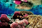 研究：太平洋和印度洋海域约28%珊瑚礁已死亡